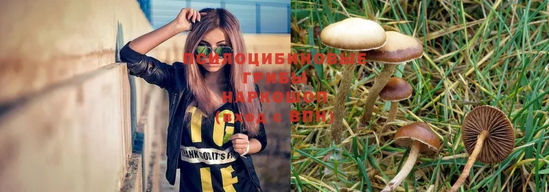 Галлюциногенные грибы Magic Shrooms  продажа наркотиков  Владивосток 